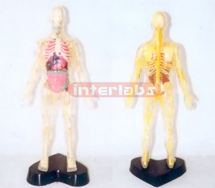 35CM TALL, TRANSPARENT AND DISSECTABLE HUMAN BODY WITH SKELETON, ORGANS AND MAJOR NERVES MODEL OF HEAD AND TRUNK